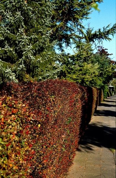 Berberis thunbergii 'Atropurpurea' -  ↕30-50cm - blote wortel - 75x