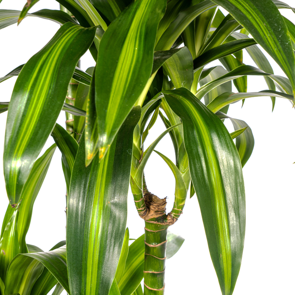 Dracaena Deremensis Hawaiian Sunshine Ø27cm - ↕180cm