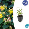 Hypericum inodorum 'Annebel' - ↕10-25cm - Ø9cm - 40x