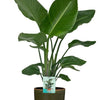 Strelitzia Nicolai - Ø19cm - ↕90cm + Erik Pot D20x18cm - Donker Groen