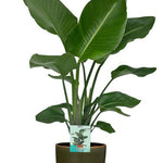 Strelitzia Nicolai - Ø19cm - ↕90cm + Erik Pot D20x18cm - Donker Groen