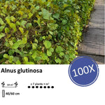 Alnus glutinosa - Blote wortel - 40/60 - 100x