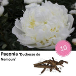 Paeonia 'Duchesse de Nemours' - 10x