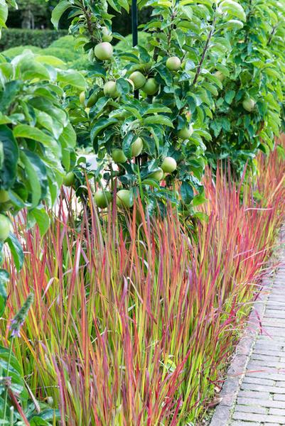 Imperata cylindrica 'Red Baron' - ↕10-25cm - Ø9cm - 20x