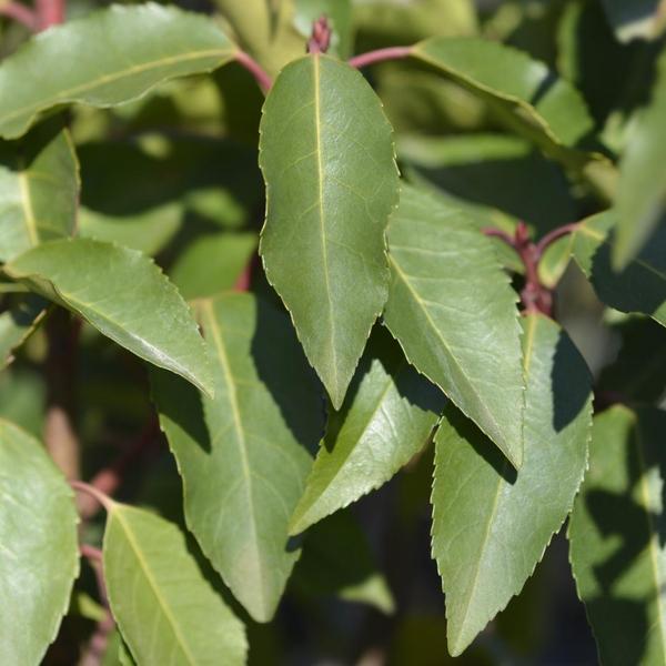 25 grote Portugese Laurierkers planten voor 10 strekkende meter haag | ↨ 80-100 cm in 12 liter pot