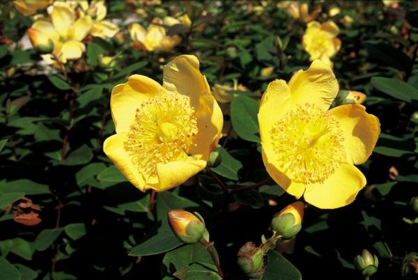 Hypericum dummeri 'Peter Dummer' - ↕10-25cm - Ø9cm - 6x