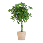 Schefflera Arab Nora met Mand Sofia naturel  - 70cm - Ø21