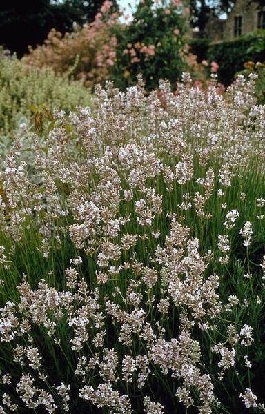 Lavandula int. 'Edelweiss' - ↕10-25cm - Ø9cm - 12x