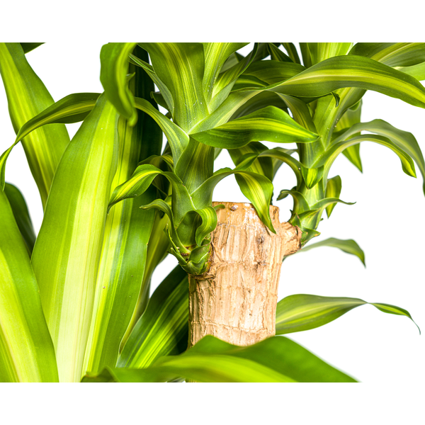 Dracaena Fragrans Massangeana Ø30cm - ↕180cm