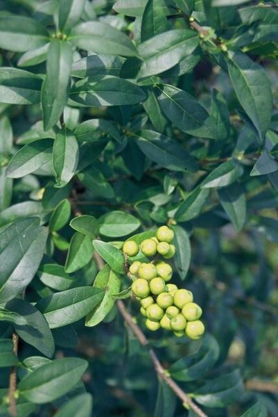 Ligustrum vulgare 'Atrovirens` - blote wortel - 100/120 - 25x