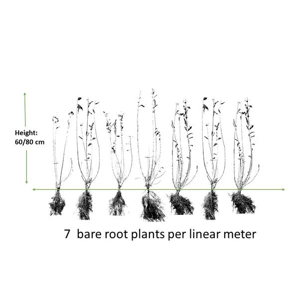 Ligustrum vulgare 'Atrovirens` - blote wortel - 60/80 - 50x