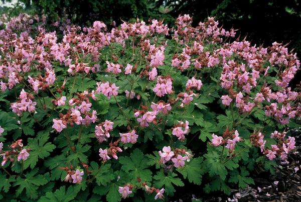 Geranium macr. 'Ingwersen's Var.' - ↕10-25cm - Ø9cm - 12x