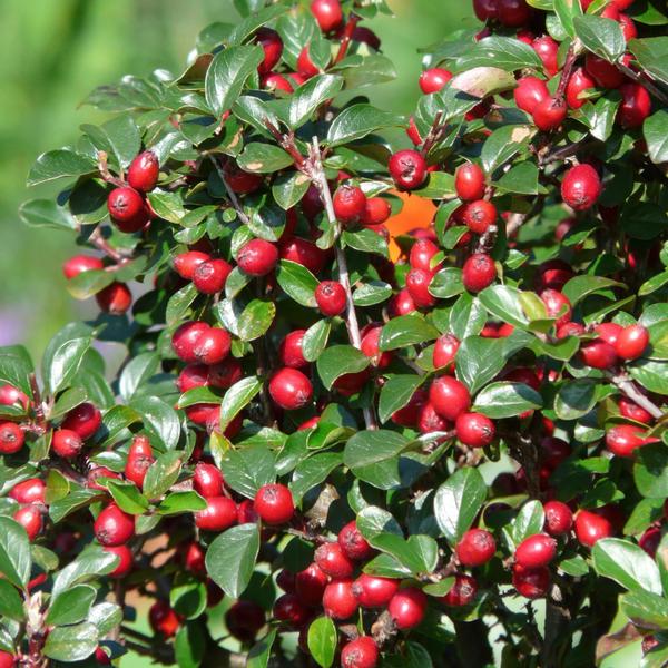 Cotoneaster dammeri - ↕10-25cm - Ø9cm - 40x