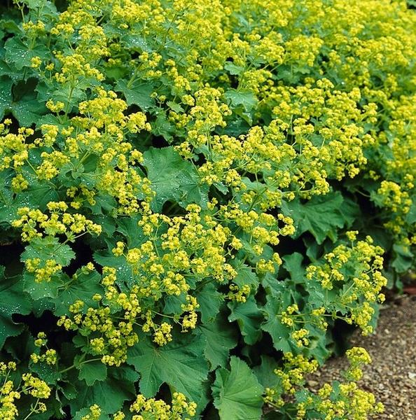 Alchemilla mollis - ↕10-25cm - Ø9cm - 6x