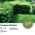 Carpinus Betulus - Blote wortel - 80/100 - 25x