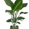 Strelitzia Nicolai - Ø19cm - ↕90cm + Lykke Pot D21x20cm - Groen
