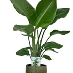 Strelitzia Nicolai - Ø19cm - ↕90cm + Lykke Pot D21x20cm - Groen