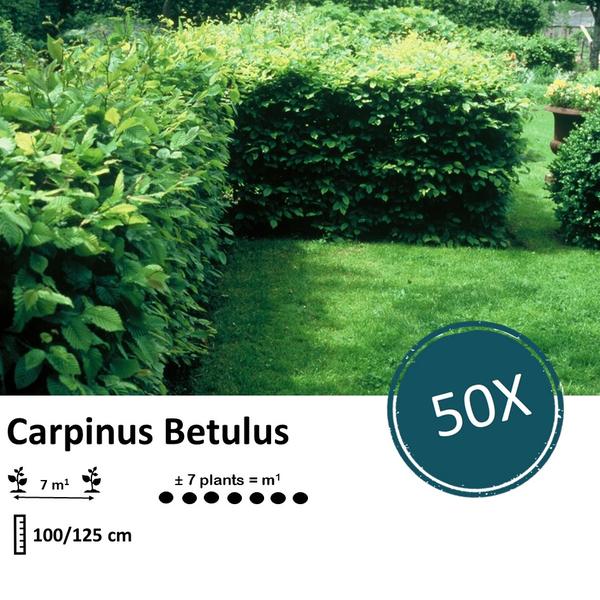 Carpinus Betulus - Blote wortel - 100/125 - 50x