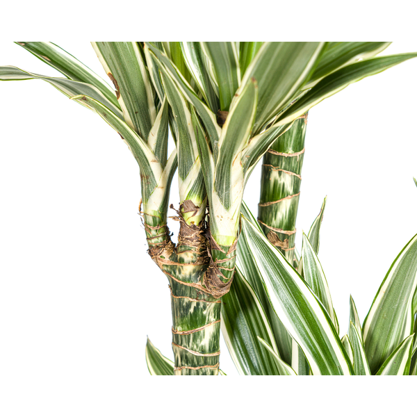 Dracaena Deremensis White Stripe Ø27cm - ↕180cm