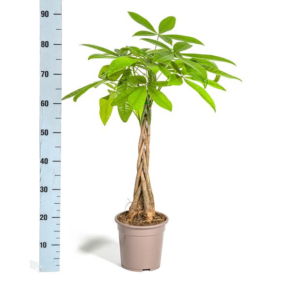 Pachira Aquatica Ø19cm - ↕80cm