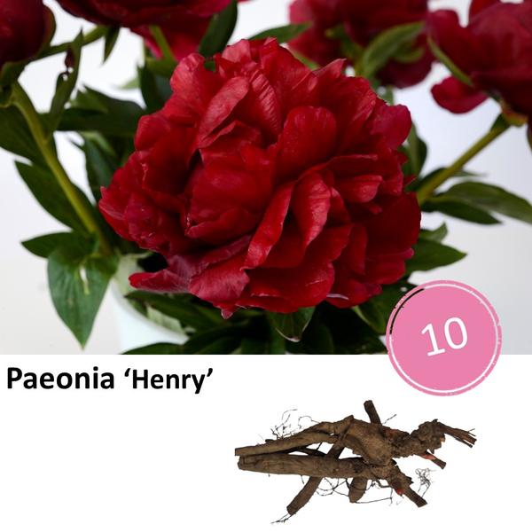 Paeonia 'Henry' - 10x