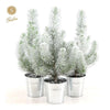 Pinus Pinea 'Silver Crest' + Pot Zinc + Snow - 3 stuks - Ø12cm - ↕35cm