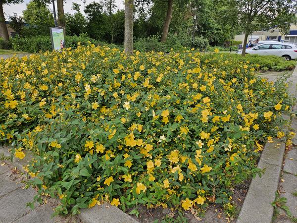 Hypericum 'Hidcote' - ↕10-25cm - Ø9cm - 20x