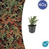 Cotoneaster horizontalis - ↕10-25cm - Ø9cm - 40x