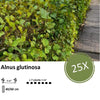 Alnus glutinosa - Blote wortel - 40/60 - 25x