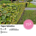 Fagus sylvatica  - Blote wortel - 80/100 - 75x