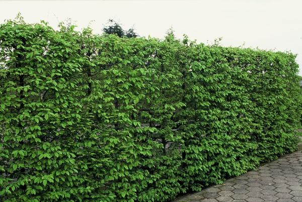 Carpinus Betulus - Blote wortel - 100/125 - 75x