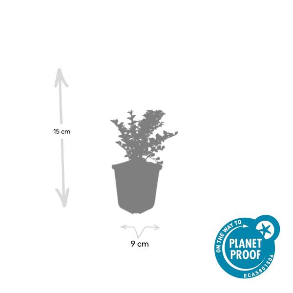 Cotoneaster horizontalis - ↕10-25cm - Ø9cm - 20x