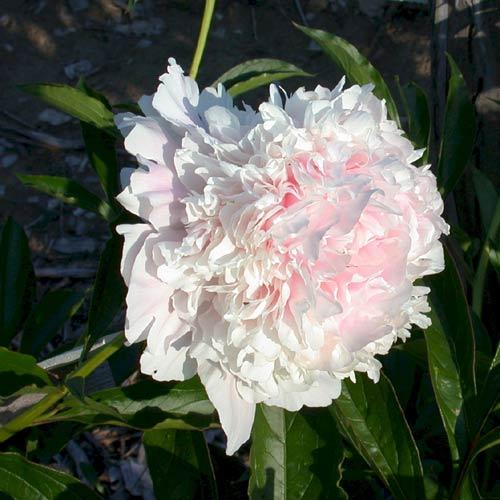 Paeonia 'Cornelia Shaylor' - 2x