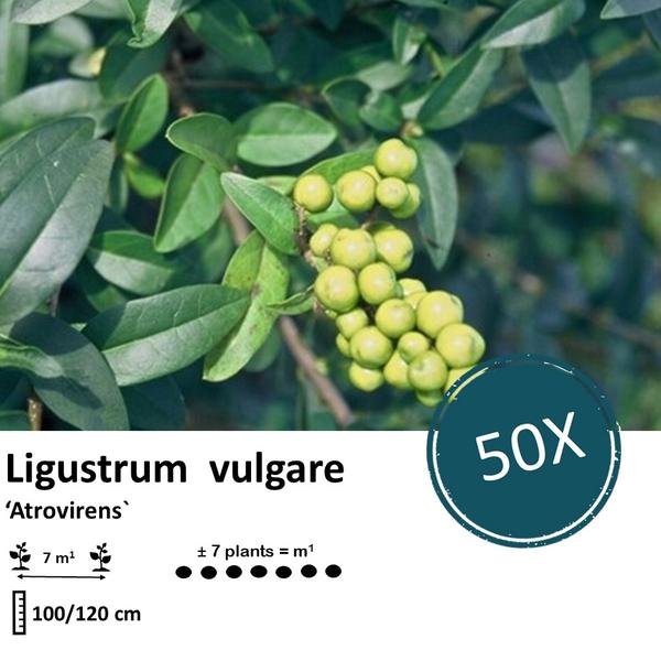 Ligustrum vulgare 'Atrovirens` - blote wortel - 100/120 - 50x