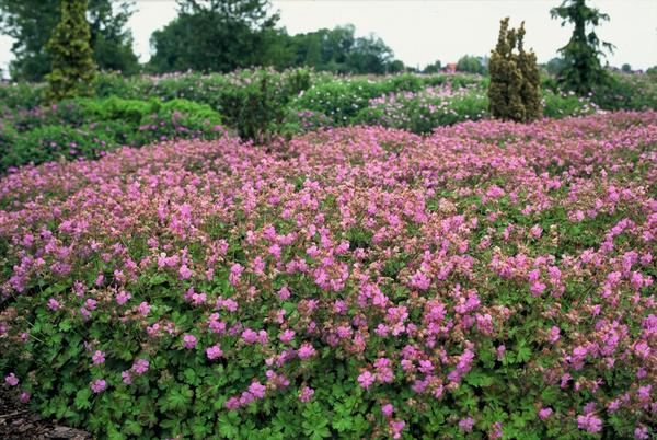 Geranium cant. 'Cambridge' - ↕10-25cm - Ø9cm - 6x