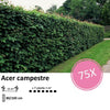 Acer campestre  - Blote wortel - 80/100 - 75x