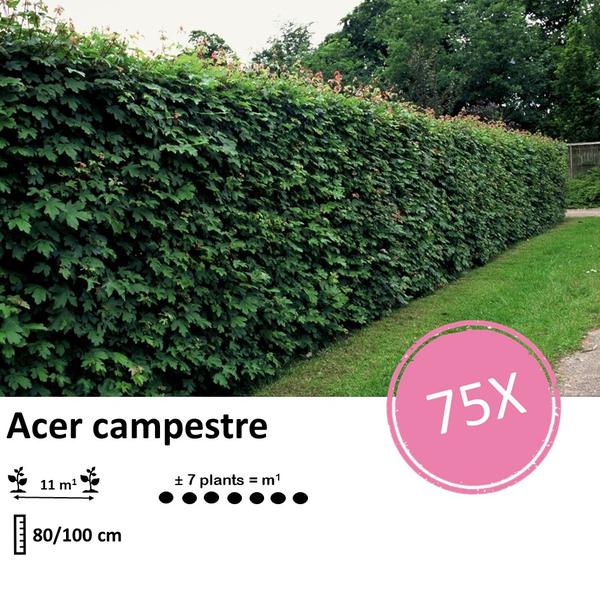 Acer campestre  - Blote wortel - 80/100 - 75x