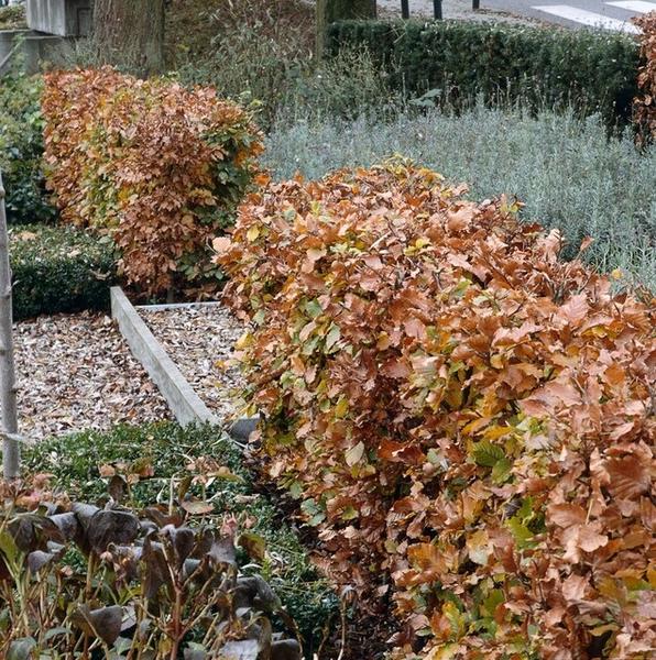 Fagus sylvatica  - Blote wortel - 60/80 - 100x