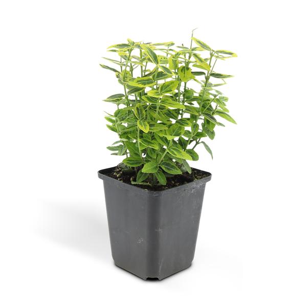 Euonymus fort. 'Emerald 'n Gold’ - ↕10-25cm - Ø9cm - 12x