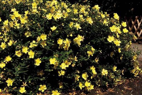 Hypericum 'Hidcote' - ↕10-25cm - Ø9cm - 12x