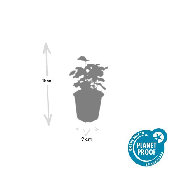 Alchemilla mollis - ↕10-25cm - Ø9cm - 20x