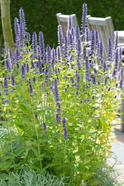 Agastache 'Black Adder' - ↕10-25cm - Ø9cm - 6x