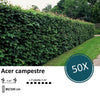 Acer campestre  - Blote wortel - 80/100 - 50x