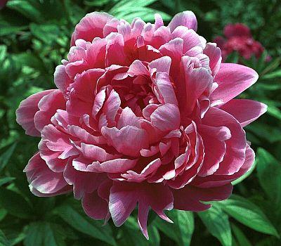 Paeonia 'Jadwige' - 10x