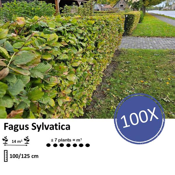 Fagus sylvatica  - Blote wortel - 100/125 - 100x