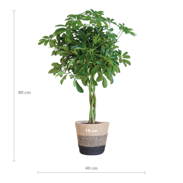 Schefflera Arab Nora met Mand Lissabon zwart - 70cm - Ø21