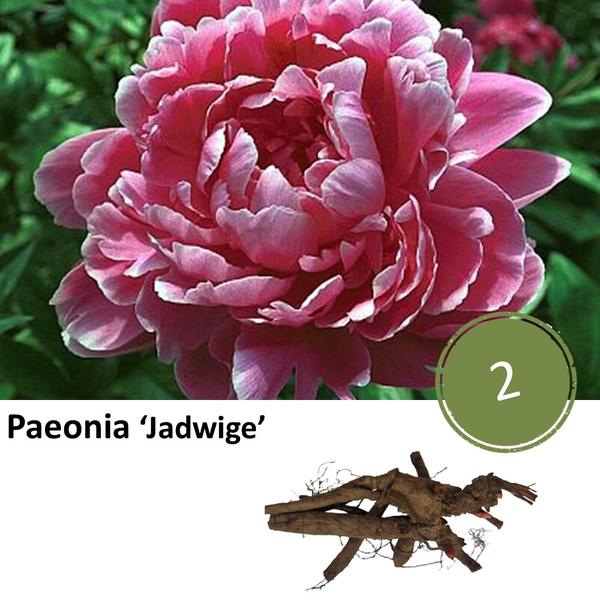 Paeonia 'Jadwige' - 2x