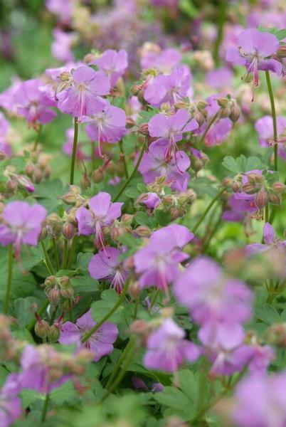 Geranium cant. 'Cambridge' - ↕10-25cm - Ø9cm - 6x