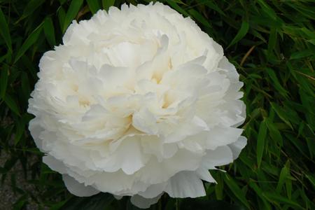 Paeonia 'Bowl of Cream' - 10x