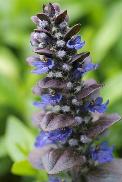 Ajuga reptans 'Catlin's Giant' - ↕10-25cm - Ø9cm - 40x